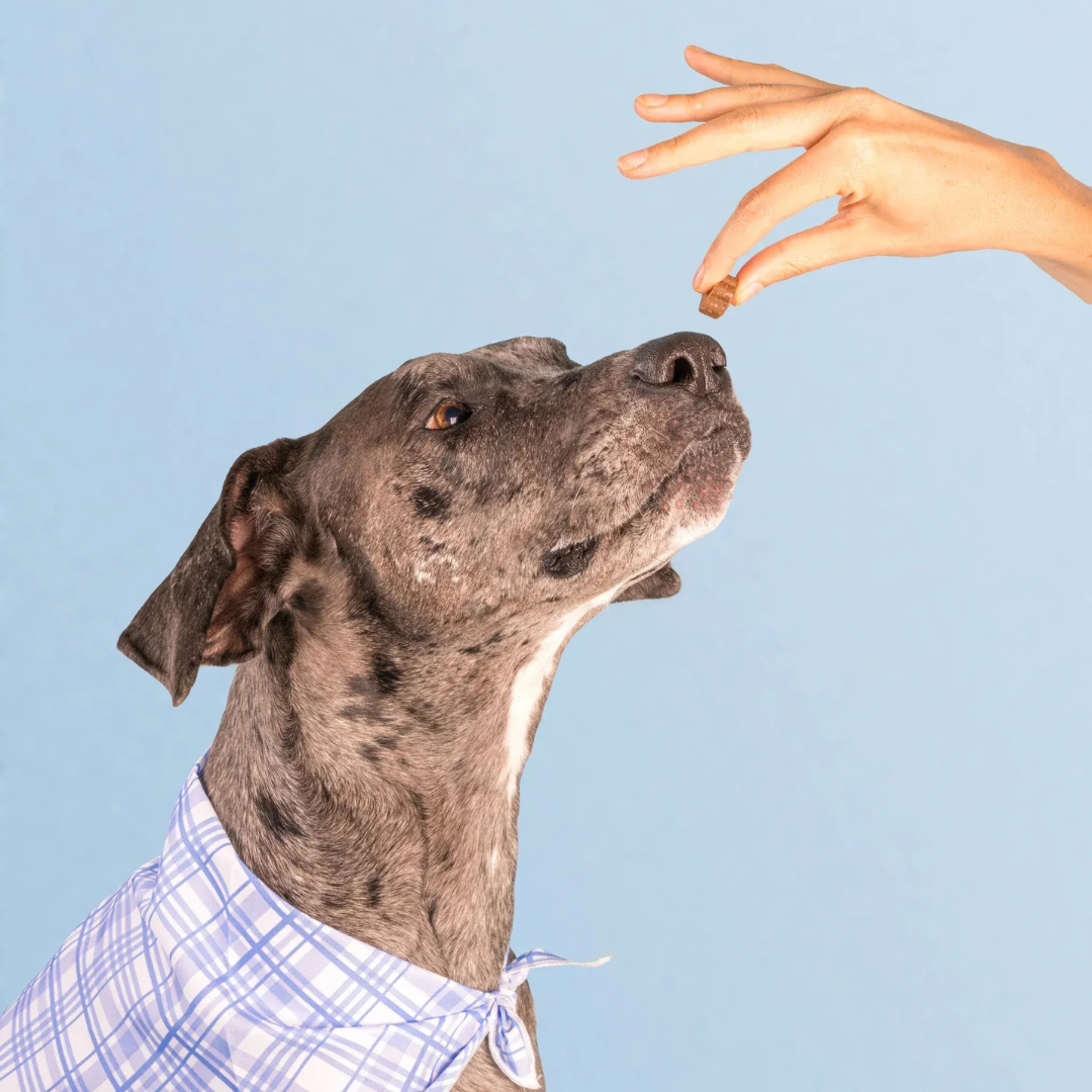Dog Human 5 en 1 – Multivitamínico Diario para Perros